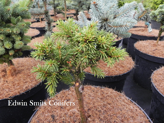 Picea obovata 'Medvezhonok' (KD # 13-16)